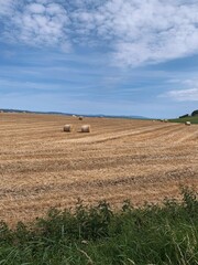 Fototapeta na wymiar field of wheat