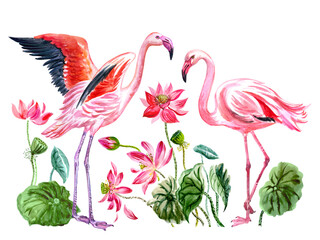 Flamingos and lotuses, watercolor illustration on white background, tropical flowers and birds print for textile, poster, greeting card, home furnishings decor, etc.