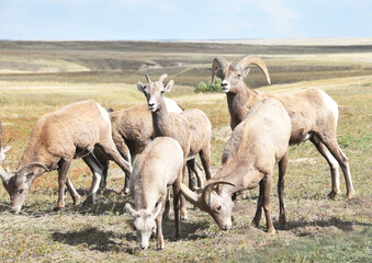 Obraz na płótnie Canvas Bighorn Sheep