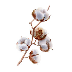 Watercolor autumn or winter bouquet with cotton ball branches. Hand painted floral card isolated on white background. Botanical rustic illustration for eco style design