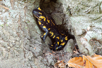 Obraz na płótnie Canvas Fire salamander