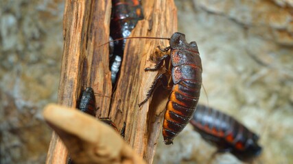 Black giant madagascar hissing cockroach group in natural environment. Princisia vanwaerebeki.