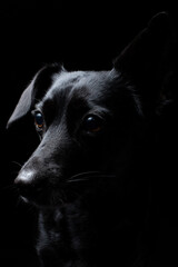 Black on black