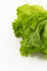 fresh green lettuce