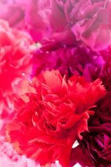 カーネーションの背景素材