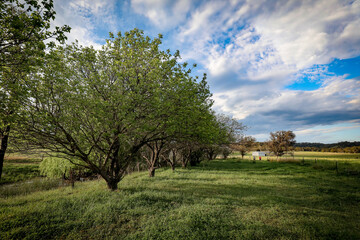 Row of fruit trees on country farm