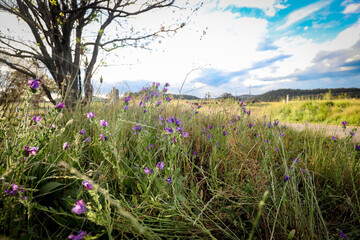 Obraz premium Vibrant image of purple patterson's curse flowers growing on side of country ride