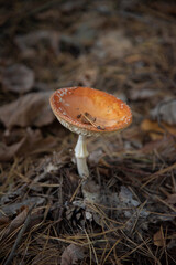mushrooms in the forest
