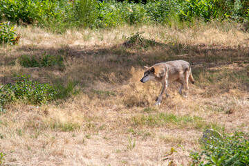 Loup d'Europe