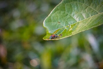 Japanese Beetle after a rain