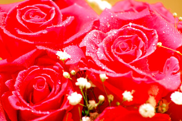 Detalle de rosas rosadas gotas.