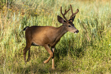 Naklejka na ściany i meble White-tailed Deer Buck with Antlers Running.