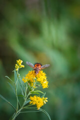 Bee-like Tachinid Fly pollinating goldenrod