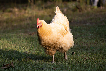 closeup of chicken walking in a field front facing 