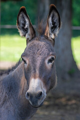 Equus asinus domesticated donkey funny young animal portrait, farm beast in daylight