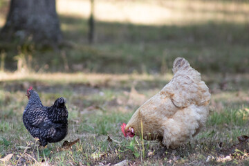 two chickens pecking in a field
