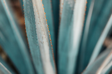 close-up planta de agave