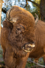 European bison (Bison bonasus), also known as the wisent. Muzzle of an animal at close range. © Piotr