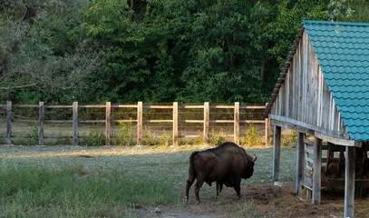 European bison (Bison bonasus), also known as the wisent. The existence of an animal in the reserve.