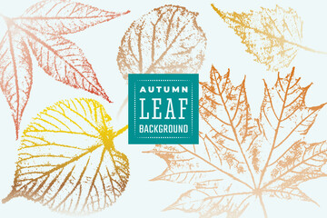 Fall Background with Elder Linden Birch Norway Maple and Apple Tree Autumn Leaves Vintage Print Style Composition Template - Red Rusty and Yellow on Light Backdrop - Graphic Stamp Design