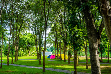 Camping and tent with trees in nature park