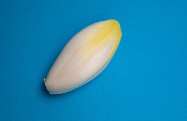 Chicory, endive, succory. Witlof vegetable. Fresh chicory on a blue background.