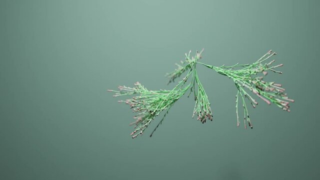 Branches growing over green background, animation
