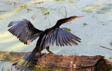 Anhinga (Anhinga anhinga) drying feathers, Brazos Bend state park, Texas, USA.