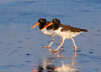 A pair of American oystercatchers (Haematopus palliatus) at the ocean coast, Galveston, Texas, USA.