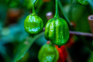 green mini peppers in garden 