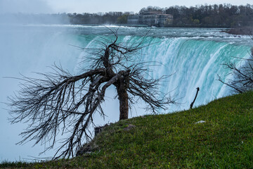 Niagara Falls Canada with dried tree