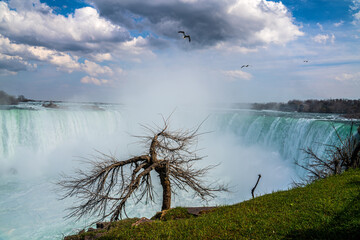 Niagara Falls Canada and dry tree