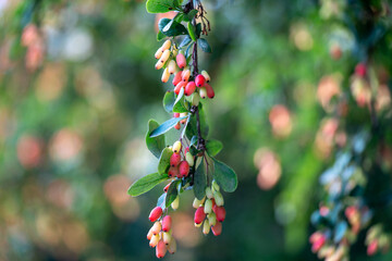 yellow and red berries pastel color 