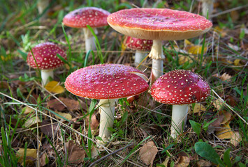 Wild Amanita Mushrooms. Red Amanita Muscaria mushroom growing in the wild.

