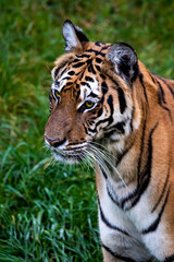 Adult Sumatran Tiger in the jungle in day time