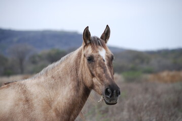 portrait of a horse