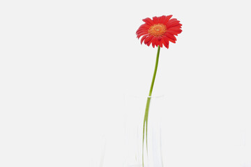 red gerbera flower isolated in glass vase