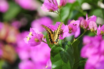 Pink and purple Bougainvillea with blurred background and butterfly on it blooming colorfully in Crete, Greece