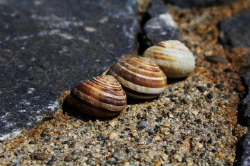 Three colorful snail (gastropod) shells arranged in a row