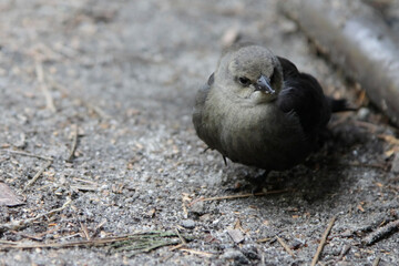 ヨセミテのキャンプ場に来た野鳥