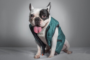 Beautiful french bulldog full body studio portrait. Dog dressed and sitting looking happy to the front - isolated over white background.