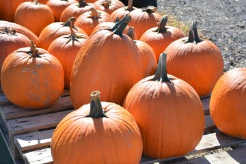 Pumpkins on a country farm stand for sale.