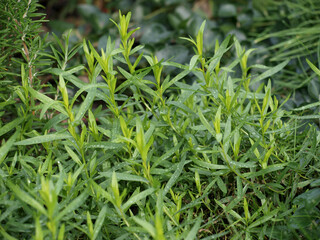 Tarragon - Artemisia dracunculus