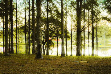 morning in the forest