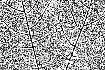 Obraz premium Natural texture of the maple leaf. Monochrome background of an organic leafy surface with streaks, spots and grain. Overlay template. Vector illustration