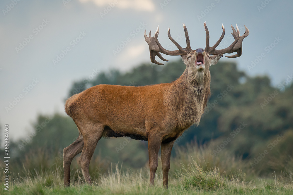 Poster a red deer stag during the rut. its head is raised with his mouth open and bellowing
