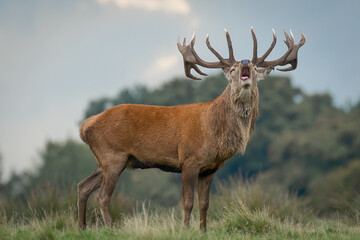 A red deer stag during the rut. Its head is raised with his mouth open and bellowing