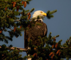 Bald eagle in the tree - Canada