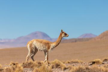 Vigogna solitaria nel parco Eduardo Avaroa in Bolivia, ad una altitudine di oltre 4.000 metri.