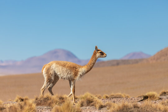 Vigogna solitaria nel parco Eduardo Avaroa in Bolivia, ad una altitudine di oltre 4.000 metri.